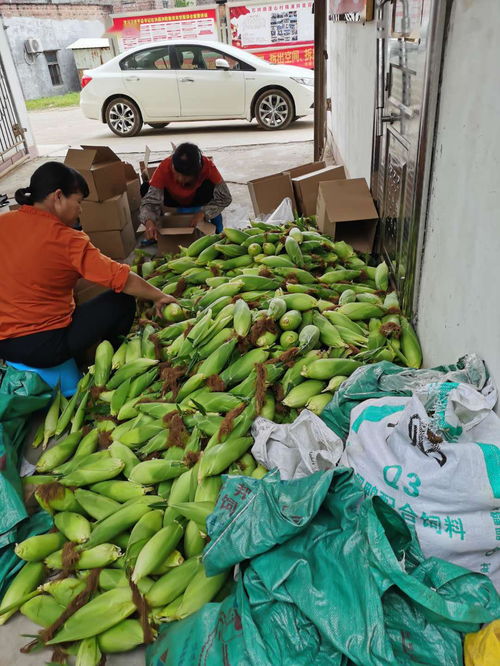 農(nóng)產(chǎn)品開啟云銷售模式，助力戰(zhàn)疫扶貧攻堅(jiān)